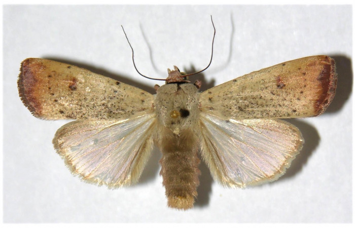 Figura 1, Adulto de <i>Anicla ignicans</i> (Noctuidae), vista dosal. Voucher 02-SRNP-9717-DHJ319666.jpg.