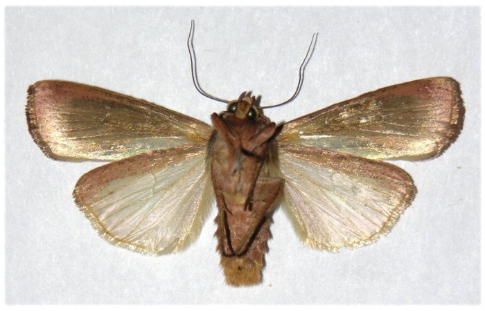 Figura 16 . Adulto de <i>Anicla ignicans</i> (Noctuidae), vista  ventral. Voucher 02-SRNP-9717-DHJ319667.jpg.