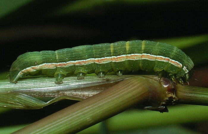Figura 10. <i>Anicla ignicans</i> (Noctuidae), larva en último estadio, posición lateral, Estación Cacao. Voucher 03-SRNP-22232-DHJ77621.jpg.