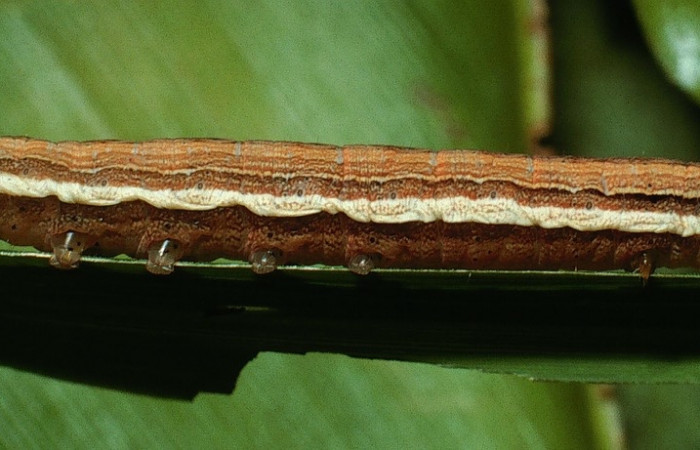 Figura 11. <i>Anicla ignicans</i> (Noctuidae), larva en último estadio, posición lateral, Estación Cacao. Voucher 03-SRNP-4275-DHJ73206.jpg.