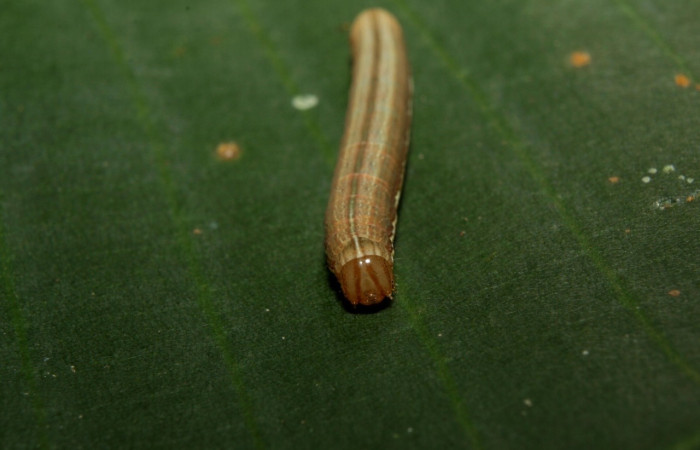 Figura 4. <i>Anicla ignicans</i> (Noctuidae), larva en tercer estadio, posición frontal, Estación Quica. Voucher 12-SRNP-70572-DHJ495050.jpg.