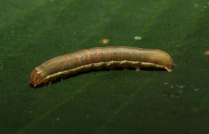 Figura 3. <i>Anicla ignicans</i> (Noctuidae), larva en tercer estadio, posición lateral, Estación Quica. Voucher 12-SRNP-70572-DHJ495053.jpg.
