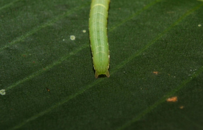 Figura 7. <i>Anicla ignicans</i> (Noctuidae), larva en tercer estadio, posición trasera, Estación Quica. Voucher 12-SRNP-70575-DHJ495056.jpg.