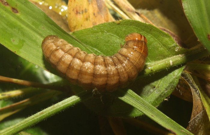 Figura 12.  Prepupa de <i>Anicla ignicans</i> (Noctuidae), Estación Quica. Voucher 21-SRNP-70564-DHJ780546.jpg.