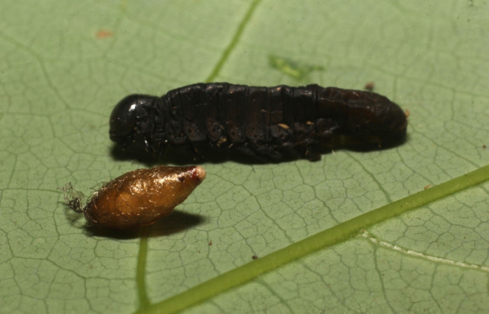 Figura 13. Capullo de avispa de la familia (Braconidae), parásito en <i>Anicla ignicans</i> (Noctuidae), Estación Cacao. Voucher 22-SRNP-35491-DHJ793028.jpg.