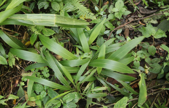 Figura 17. <i>Setaria palmifolia</i> (Poaceae), Planta hospedera de <i>Anicla ignicans</i> (Noctuidae). Foto Gloria Sihezar. Estación San Gerardo, Sendero Corredor, 2 febrero 2023.