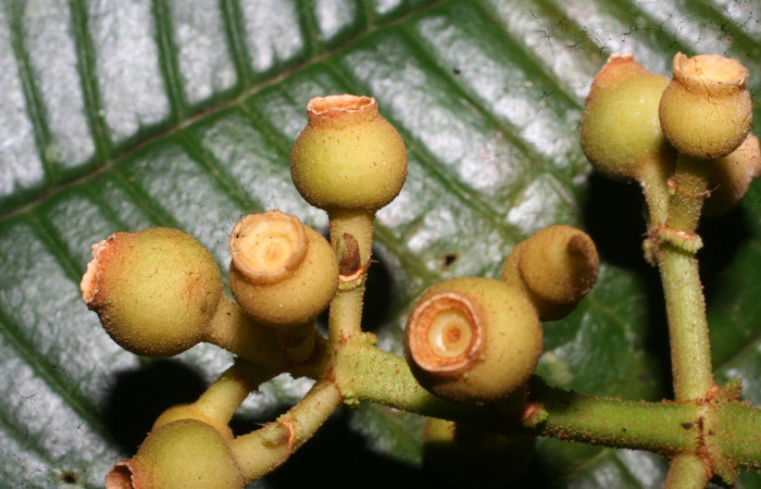 Corona de frutos inmaduros <i>Conostegia lasiopoda</i> jpg