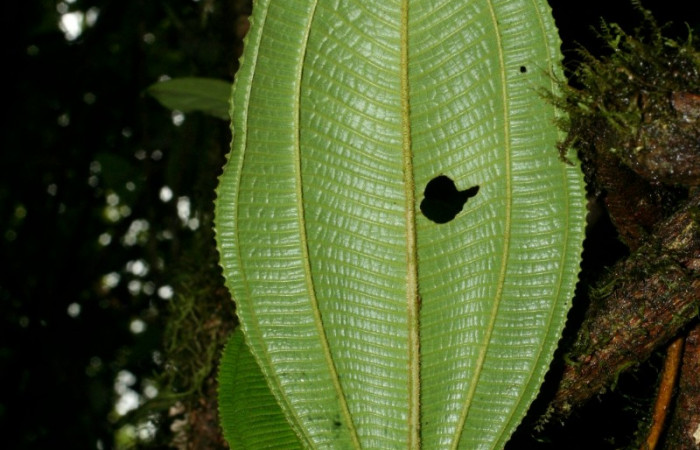 Hoja entera envés de <i>Conostegia lasiopoda</i>.jpg