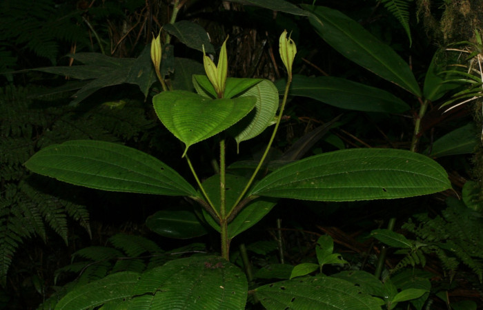 Posición de las hojas <i>Conostegia lasiopoda</i> .jpg