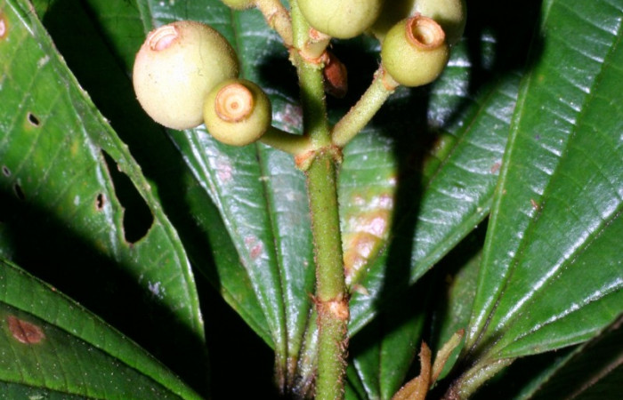 Presentación de salida de racimos mostrando que salen de la axila <i>Conostegia lasiopoda</i> 