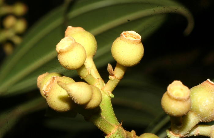 Racimos <i>Conostegia lasiopoda</i> .jpg