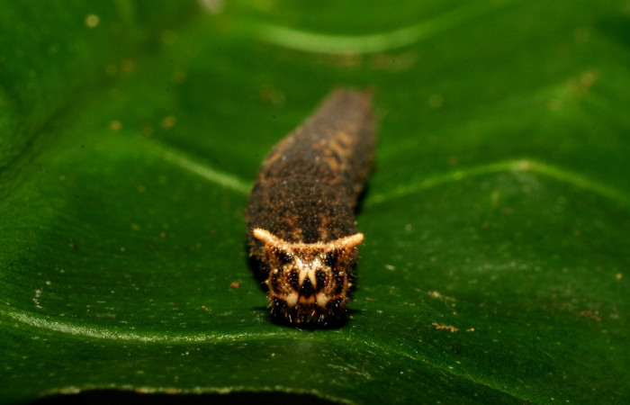 Figura 5. <i>Cithaerias pireta</i> (Nymphalidae). Vista frontal,último estadio. Medio 30mm colectada en San Cristóbal el 7/17/2006. Voucher.06-SRNP-5449-DHJ411055