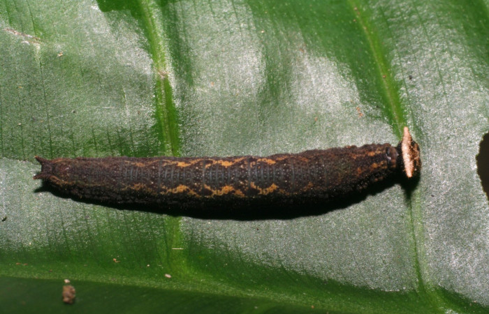 Figura 1. <i>Cithaerias pireta</i> (Nymphalidae). Vista dorsal,último estadio Midió 28mm. San Cristóbal. el 7/17/2006. Voucher. 06-SRNP-5449-DHJ411063. 