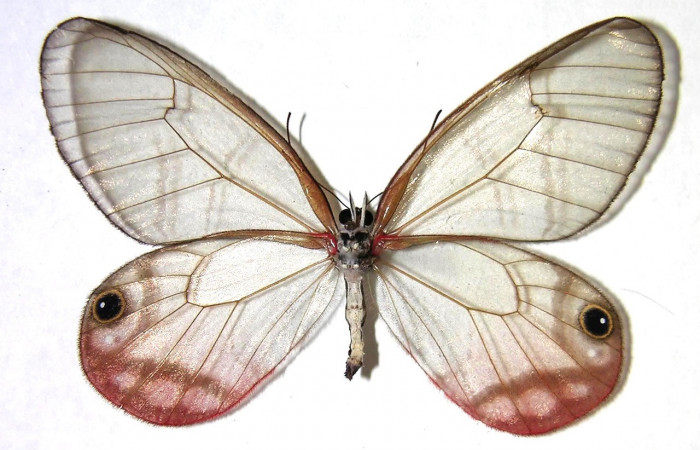  Figura 11. Adulto de <i>Cithaerias pireta</i> (Nymphalidae). Vista ventral, Voucher. 07-SRNP-541-DHJ366641