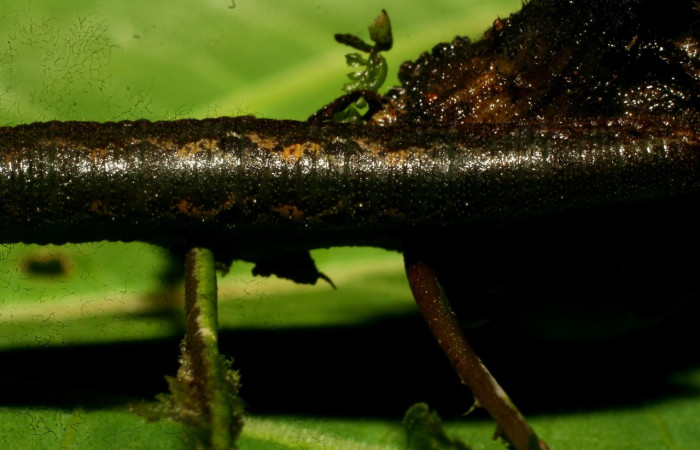 Figura 3. <i>Cithaerias pireta</i> (Nymphalidae). centro dorsal dorsal, midió 30mm.colectada en San Cristóbal el  7/17/2006. Voucher. 09-SRNP-33495-DHJ466378.  