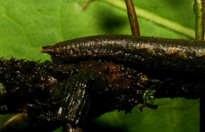  Figura 4. <i>Cithaerias pireta</i> (Nymphalidae). Vista lateral, , último estadio. Medio 30mm colectada en San Cristóbal el 7/17/2006. Voucher.09-SRNP-33495-DHJ466380,