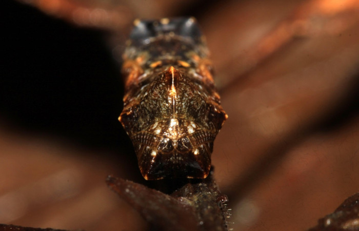 Figura 7. Pupa de <i>Cithaerias pireta</i> (Nymphalidae). Vista frontal, Voucher.14-SRNP-31705-DHJ721464.