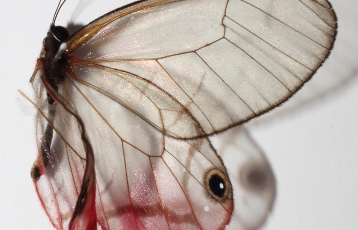 Figura 13. Adulto de <i>Cithaerias pireta</i> (Nymphalidae). Vista Lateral, Voucher. 14-SRNP-31705-DHJ904826.