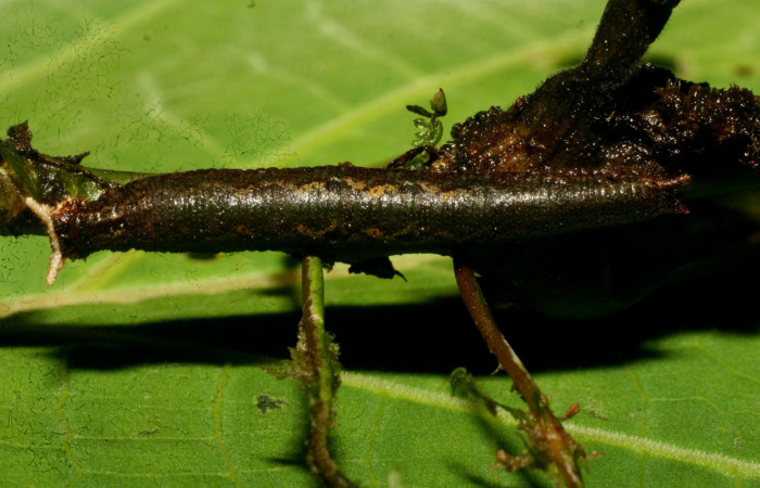 Figura 2. <i>Cithaerias pireta</i> (Nymphalidae). Vista dorsal., último estadio. Medio 30mm colectada en San Cristóbal el 7/17/2006. Voucher. 09-SRNP-33495-DHJ466376.