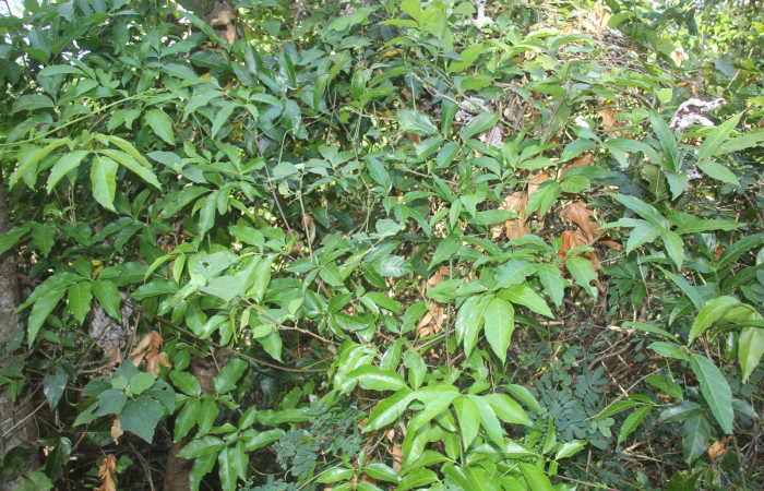 Figura 11. Planta hospedera posición hojas <i>Serjania atrolineata</i> (Sapindaceae), de <i>Leucotmemis nexa</i>, (Erebidae). Foto, Elieth Cantillano. 11 febrero 2023.
