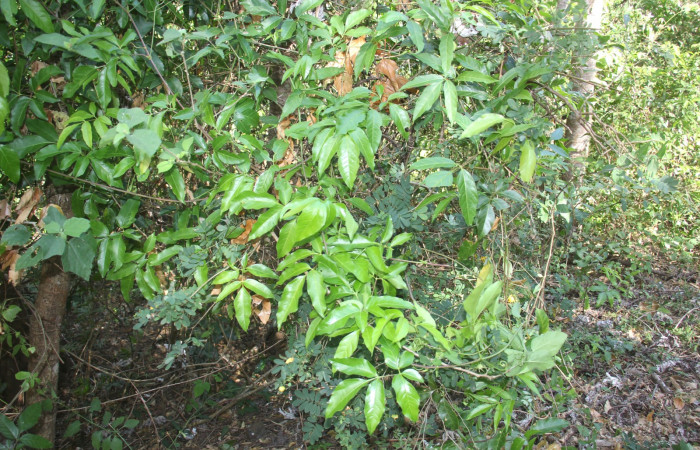 Figura 12. Planta hospedera posición hojas <i>Serjania atrolineata</i> (Sapindaceae), de <i>Leucotmemis nexa</i>, (Erebidae). Foto, Elieth Cantillano. 11 febrero 2023.