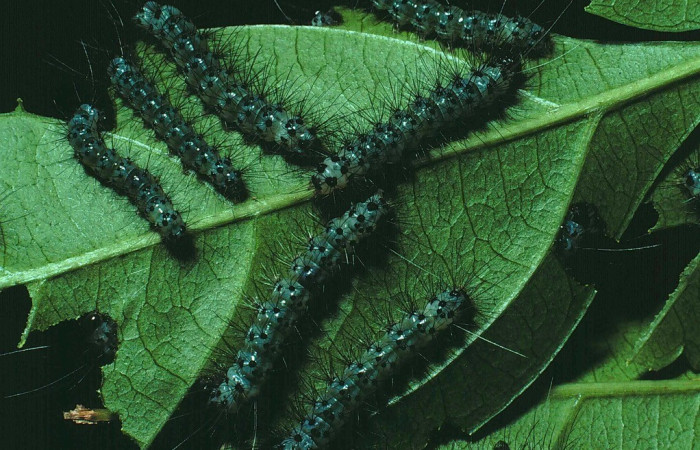 Figura 3.Larvas en grupo Dorsal entero de <i>Leucotmemis nexa</i>, (Erebidae), en la planta <i>Serjania atrolineata</i> (Sapindaceae). Sector Santa Rosa. Bosque San Emilio, (elevación 300 metros). Colectada 9 setiembre 1987. (87-SRNP-676-DHJ9984.jpg).