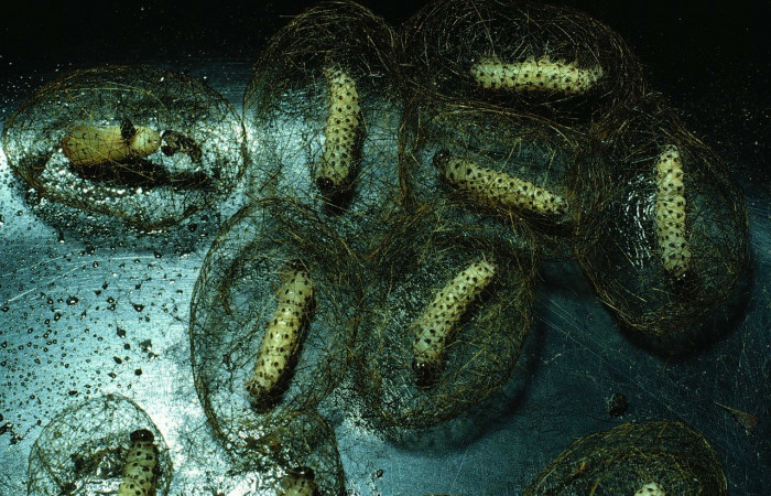 Figura 7. Capullos <i>Leucotmemis nexa</i> (Erebidae). (83-SRNP-1182-DHJ6098.jpg).