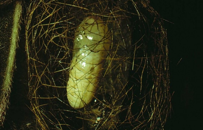 Figura 9. Pupa <i>Leucotmemis nexa</i> (Erebidae). (79-SRNP-93-DHJ384.jpg).