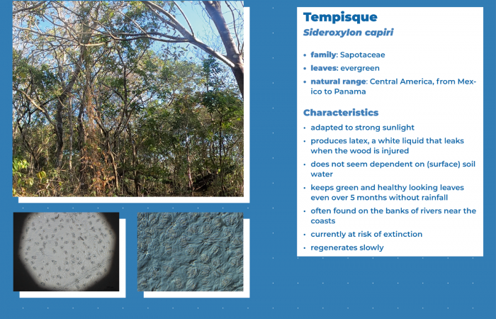 Estación Experimental Forestal Horizontes (EEFH)  2019-2023
