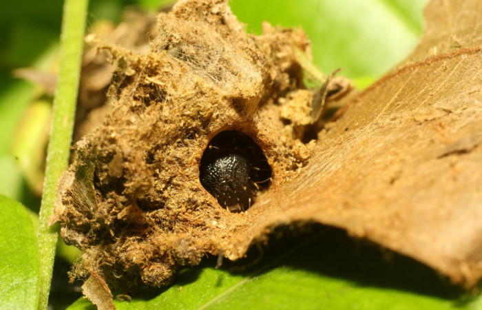 Figura 3. Hábitat de <i>Macessoga</i> Janzen01 (Mimallonidae), vista frontal, localidad Gallinazo, Sector Brasilia ACG (360m). Voucher: 20-SRNP-65461-DHJ772891.jpg.