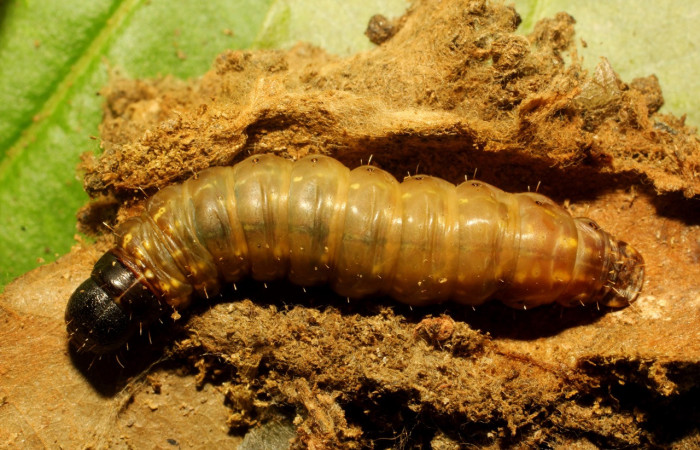 Figura 6. Larva <i>Macessoga</i> Janzen01 (Mimallonidae), último estadío (U) vista dorsal, localidad Gallinazo, Sector Brasilia ACG (360m). Voucher: 20-SRNP-65461-DHJ772899.jpg.