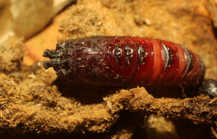 Figura 7. Pupa de <i>Macessoga</i> Janzen01 (Mimallonidae), vista dorsal, localidad Gallinazo, Sector Brasilia ACG (360m). Voucher: 20-SRNP-65464-DHJ772913.jpg.