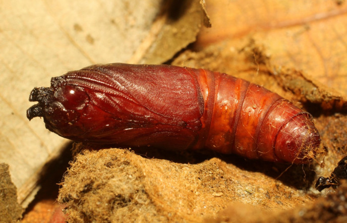 Figura 8. Pupa de <i>Macessoga</i> Janzen01 (Mimallonidae), vista ventral, localidad Gallinazo, Sector Brasilia ACG (360m). Voucher: 20-SRNP-65464-DHJ772914.jpg.