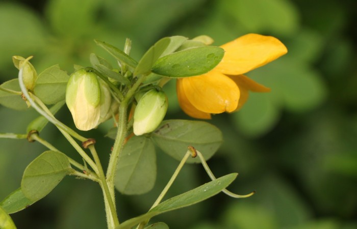 Figura. 11 Botones florales, <i>Senna obtusifolia</i>, (Fabaceae). Area de Conservación Guanacaste. Sector Rincón Rain Forest. Selva, (elevación 410 metros), colectada el 8 de febrero 2023. Foto, Jorge Hernández.