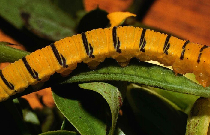 Figura. 14 Larva <i>Phoebis marcellina</i> (Pieridae), posición dorsal entero alimentándose en <i>Senna obtusifolia</i>, (Fabaceae). (00-SRNP-433-DHJ52681.jpg).