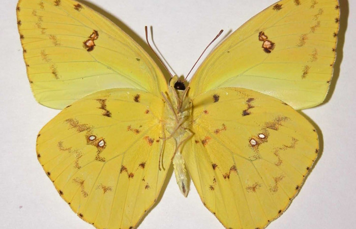 Figura. 15 Adulto <i>Phoebis marcellina</i> (Pieridae), posición vista ventral entero. (00-SRNP-22028-DHJ34571.).
