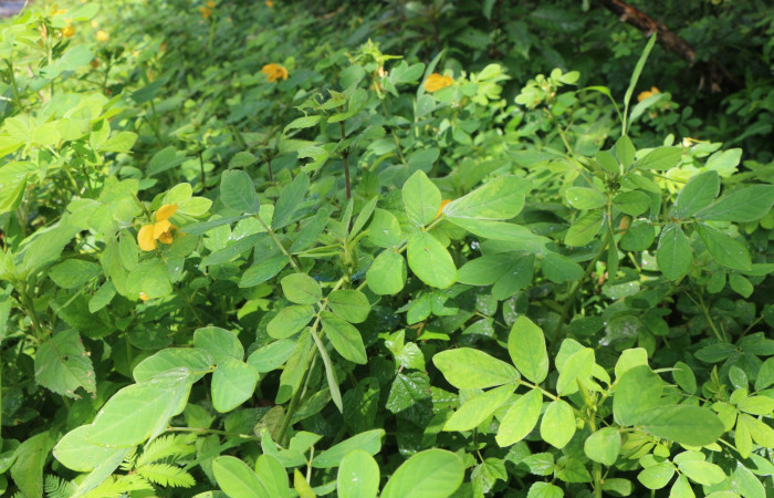 Figura. 3 Posición hojas, <i>Senna obtusifolia</i>, (Fabaceae). Area de Conservación Guanacaste. Sector Rincón Rain Forest. Selva, (elevación 410 metros), colectada el 8 de febrero 2023. Foto, Jorge Hernández.