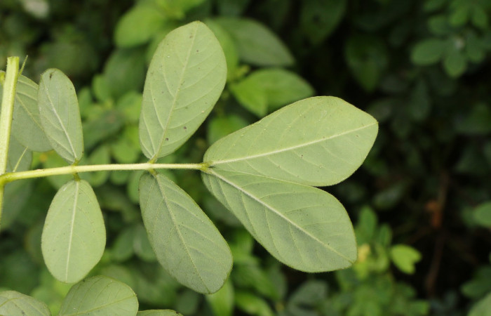 Figura. 6 Posición hojas envés, <i>Senna obtusifolia</i>, (Fabaceae). Area de Conservación Guanacaste. Sector Rincón Rain Forest. Selva, (elevación 410 metros), colectada el 8 de febrero 2023. Foto, Jorge Hernández.