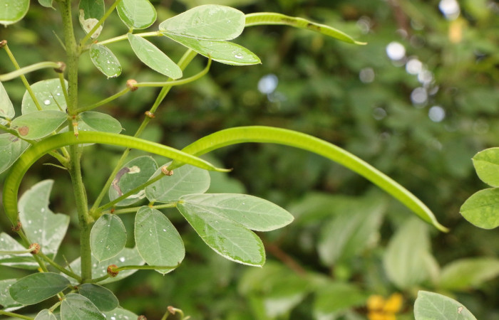 Figura. 7 Frutos en rama, <i>Senna obtusifolia</i>, (Fabaceae). Area de Conservación Guanacaste. Sector Rincón Rain Forest. Selva, (elevación 410 metros), colectada el 8 de febrero 2023. Foto, Jorge Hernández.