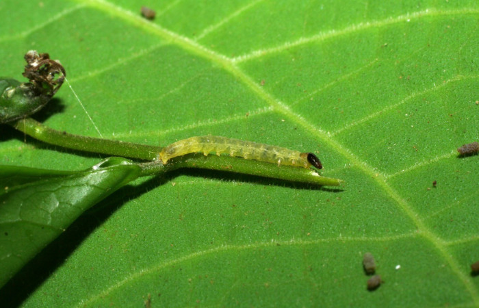 Fig. 3. Larva <i>Cosmorrhyncha tonsana</i> (Tortricidae), vista lateral, en la planta hospedera <i>Dialium guianense</i> (Fabaceae). Voucher: 06-SRNP-31473-DHJ412653.jpeg.