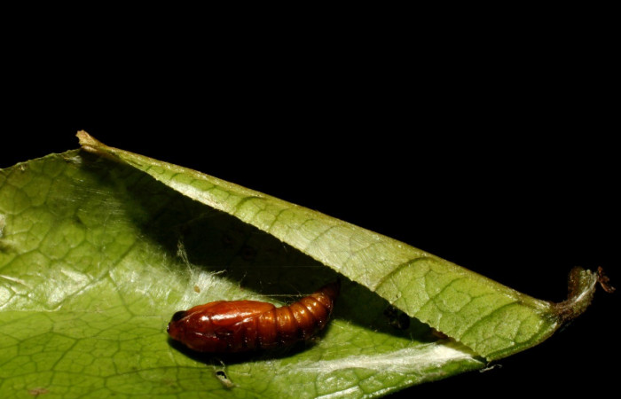 Fig. 10. Vista lateral de pupa de <i>Cosmorrhyncha tonsana</i> (Tortricidae). Voucher: 08-SRNP-32768-DHJ449150.