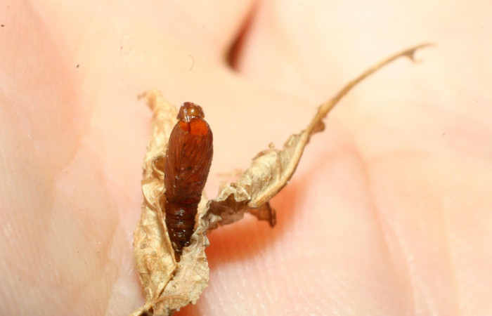 Fig. 7. Exuvia de pupa <i>Cosmorrhyncha tonsana</i> (Tortricidae), parasitada por avispa <i>Xanthopimpla craspedoptera</i> de la familia (Ichneumonidae). Voucher: 08-SRNP-32771-DHJ462451.jpeg.
