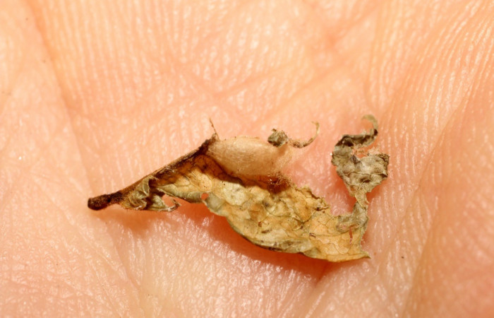 Fig. 9. Restos de capullo de avispa <i>Goniozus</i> Janzen03 de la familia (Bethylidae), parásito en larva <i>Cosmorrhyncha tonsana</i> (Tortricidae). Voucher: 10-SRNP-30733-DHJ498145.jpeg.