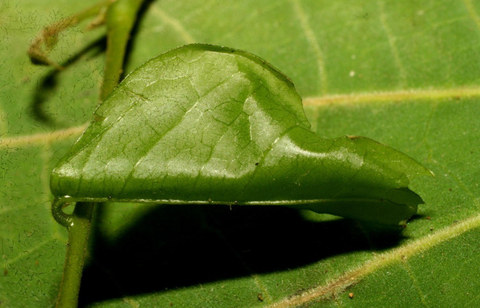 Fig. 5. Larva de <i>Cosmorrhyncha tonsana</i> (Tortricidae), en su refugio, en la planta hospedera <i>Dialium guianense</i> (Fabaceae). Voucher: 10-SRNP-30745-DHJ471564.jpeg.