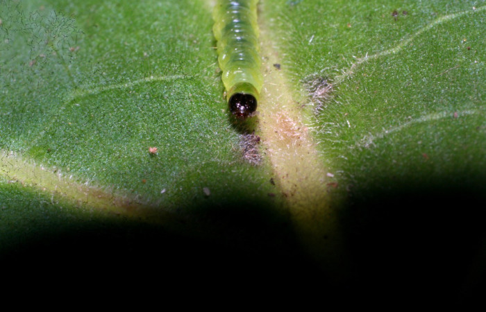 Fig. 4. Larva <i>Cosmorrhyncha tonsana</i> (Tortricidae), vista de la cabeza, en la planta hospedera <i>Dialium guianense</i> (Fabaceae). Voucher: 10-SRNP-30745-DHJ471567.jpeg