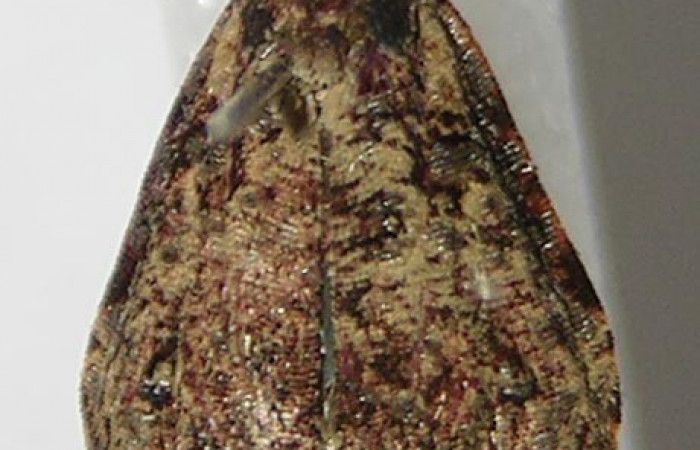 Fig. 12. Vista dorsal de adulto de <i>Cosmorrhyncha tonsana</i> (Tortricidae), con sus alas plegadas hacia atrás. Voucher: 10-SRNP-30896-DHJ533179.jpg.