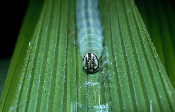 Fig.10. Larva de <i>Cymaenes odilia trebius</i>. 27mm de longitud. Mostrando cabeza de frente. Voucher : 04-SRNP-32107-DHJ83735.jpg