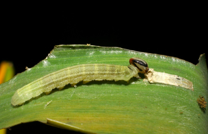 Fig.11. Larva de <i>Cymaenes odilia trebius</i>. 14mm de longitud. Voucher : 06-SRNP-45168-DHJ414832.jpg.
