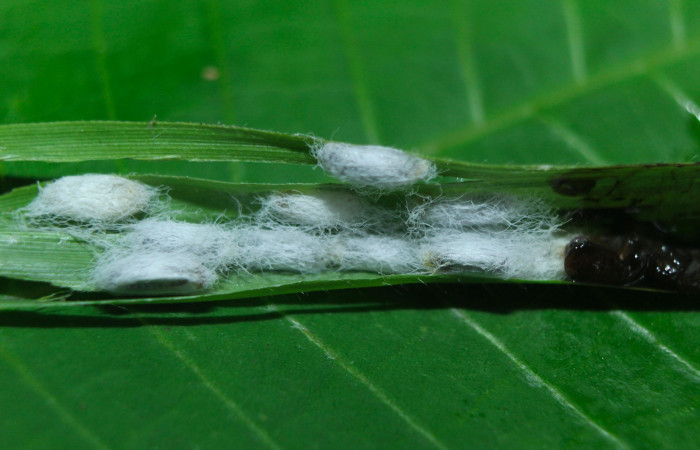 Fig.16. Capullos de Parásito de <i>Cymaenes odilia trebius</i>. Voucher : 15-SRNP-72188-DHJ732112.jpg.