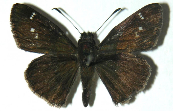 Fig.3. Adulto de <i>Cymaenes odilia trebius</i>. Macho 25mm  de longitud vista dorsal. Voucher : 05-SRNP-20528-DHJ304832.jpg.